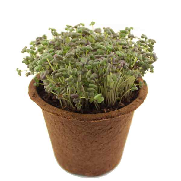 Semená na microgreens a klíčenie Mizuna červená 5 kg